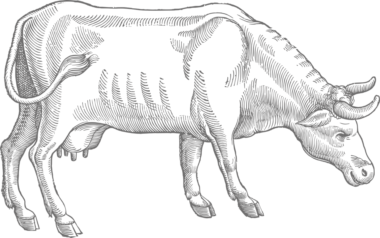 bull-5267992_12805 bull-5267992_12805